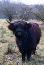 A single of Hairy Scottish Cow Royalty Free Stock Photo