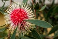 Single Hakea Laurina flower with bee Royalty Free Stock Photo