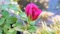A Single Half Bloom Pink Rose