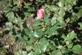 Single half-opened bud of pink garden rose