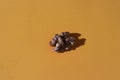 A single half of a walnut on a colored background