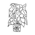 Single hand drawn alocasia houseplant. Vector illustration in doodle style