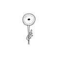 Single hand drawn dandelion. Vector illustration in doodle style. Isolate on a white background