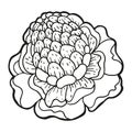 Single hand drawn ginger flower, exotic tropical flower. In doodle style, black outline isolated on a white background. Element