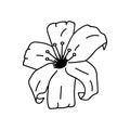 Single hand drawn lily. Vector illustration in doodle style. Isolate on a white background Royalty Free Stock Photo