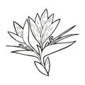 Single hand drawn Strelitzia flower, exotic tropical flower. In doodle style, black outline isolated on a white background.