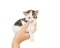 Single hand holding a three weeks old baby cat on a white background