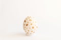 Single handpainted egg with gold dots on white. Happy Easter background