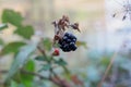 Single hanging ripe blackberry close up