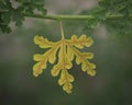 Single hanging yellow leaf