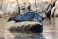 Single Harbor Seal