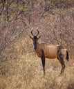 Hartebeest in the bush Royalty Free Stock Photo