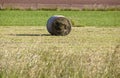 Single harvested yellow hay bale on freshly mowed summer meadow, tall grass in blurred foreground green meadow in background white