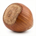 single hazelnut in shell sharply focused against a soft white background Royalty Free Stock Photo