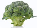 A single head of broccoli with a thick stalk and florets on a white background Royalty Free Stock Photo