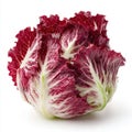 Vibrant Red Leaf Lettuce With White Veins Isolated On White Background Fresh Healthy Vegetable Studio Shot Royalty Free Stock Photo