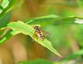 Single Helophilus pendulus Hover Fly on leaf Royalty Free Stock Photo