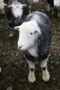 Single herdwick sheep looking to the side