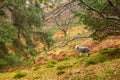 A single Herdwick sheep stands in an autumnal scene in the English Lake District, Cumbria