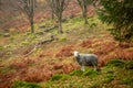 A single Herdwick sheep stands in an autumnal scene in the English Lake District, Cumbria