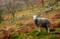 A single Herdwick sheep stands in an autumnal scene in the English Lake District, Cumbria