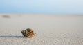 Hermit crab scuttling across a sandy beach with the ocean and sky in the background crustacean shell Royalty Free Stock Photo