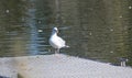 A single herring gull perched on a jetty, in a lake with open beak