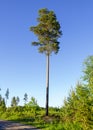 Single high pine tree