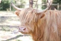 Single highland cow in field in golden afternoon sun close up of face