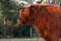 Single highland cow in field in golden afternoon sun close up of face