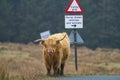 Single Highland Cow standing on the edge of a track in front of a road sign, licking it`s nose Royalty Free Stock Photo