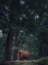 Highland cow chewing on grass Royalty Free Stock Photo