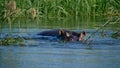 Single hippo in the water observing the surroundings in Okavango river in Bwabwata National Park, Namibia.