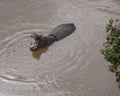 Single hippo partially submerged with mouth wide open in a river Royalty Free Stock Photo