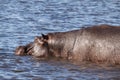 Single Hippopotamus in Hippo Pool of Chobe River, Botswana Royalty Free Stock Photo