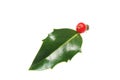 Single holly leaf