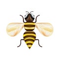 Single honey bee isolated on white