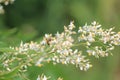 A single honey bee pollenating a white and yellow flower Royalty Free Stock Photo