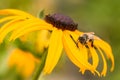 Single honey bee pollinating yellow flower in country organic garden