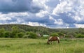Single Horse Eating from Pasture with Clouds Royalty Free Stock Photo