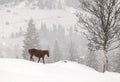 A single horse in a field covered by snow.