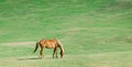 single horse grazes in a natural pasture Royalty Free Stock Photo