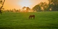 Single horse grazing in a field with rising morning sun Royalty Free Stock Photo