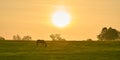 Single horse grazing in a field with rising morning sun