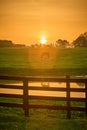 Single horse grazing in a field with rising morning sun with flare