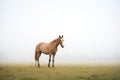 single horse standing in mist, grassland backdrop Royalty Free Stock Photo