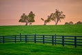 Single horses standing on top of a hill under trees Royalty Free Stock Photo