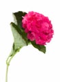 Single hortensia flower Royalty Free Stock Photo