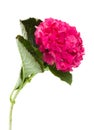 Single hortensia flower Royalty Free Stock Photo