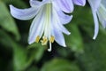 Single hosta blossom. Royalty Free Stock Photo